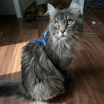 Katzen-Geschirr; Borte: Daisy Hamburger Liebe blau; GB: dunkelblau; Fleece: Königsblau