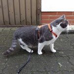 Katzen-Geschirr: Gurtband: Orange; Fleece: Grau