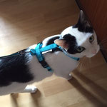Katzen-Geschirr: Gurtband: türkis, Fleece: türkis