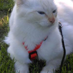 Katzen-Geschirr: Gurtband: orange, Fleece: grau