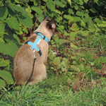 Katzen-Geschirr: Gurtband: blau, Fleece: beige