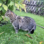Katzen-Geschirr: Gurtband: Limone & Hellbraun; Fleece: Apfelgrün & Hellbraun