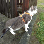 Katzen-Geschirr: Gurtband: Orange; Fleece: Grau