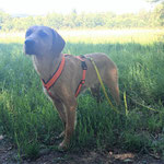 Führgeschirr Gurtband: orange; Polsterung: Softshell braun