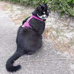 Katzen-Geschirr; Gurtband: pink; Fleece: pink