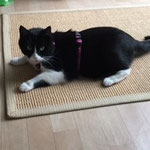 Katzen-Geschirr Gurtband: pink; Fleece: altrosa