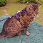 Katzen-Geschirr; Gurtband: dunkelblau; Fleece: dunkelblau