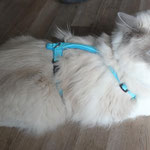 Katzen-Geschirr: Gurtband: türkis, Fleece türkis