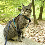 Katzen-Geschirr KOMFORT GB: petrol; Polsterung: Softshell berry