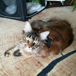 Katzen-Geschirr: Gurtband: Schwarz; Fleece: Schwarz
