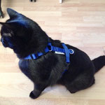 Katzen-Geschirr: Gurtband: Königsblau; Fleece: Schwarz