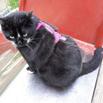 Katzen-Geschirr; Gurtband: pink; Fleece: pink