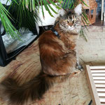 Katzen-Geschirr: Gurtband: Schwarz; Fleece: Schwarz