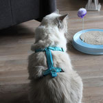 Katzen-Geschirr: Gurtband: türkis, Fleece türkis