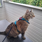 Katzen-Geschirr KOMFORT GB: petrol; Polsterung: Softshell berry