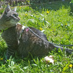 Minka mit ihrem neuen Katzen-Geschirr GB Limone; Fleece: Schwarz