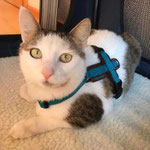 Katzen-Geschirr: Gurtband: Petrol; Fleece: Braun