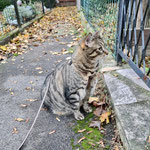 Katzen-Geschirr: Gurtband: Limone & Hellbraun; Fleece: Apfelgrün & Hellbraun