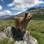 Toya auf der Furka Passhöhe / Toya sur le col de la Furka