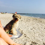 Aramis genisst das Strandleben / Aramis profite de la plage