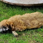 Vénus fatiguée après la classe chiots / Vénus müde nach der Welpenstunde