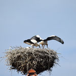 Weißstorchpaar im Nest (c) Hans-Werner Oltmann