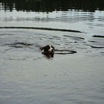 Bailey beim Schwimmen