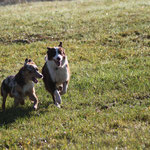 Bailey und Peaches beim Rennen