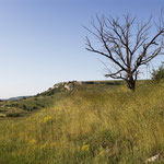 Naturfoto, Landschaft mit Baum, Bulgarien