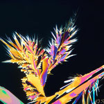 Bild: Kakteendünger Mikrokristall, Verdunstung, Stack am Mikroskop