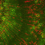 Bild: Stiel einer Kastanienblüte, Eigenfluoreszenz, UV am Mikroskop