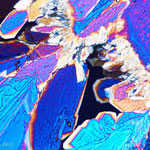 Bild: Xylit (Birkenzucker), Mikrokristall, Verdunstung, Stack am Mikroskop