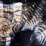 Bild: 12. Mikrokristall, Aspro + Aqua Dest. Verdunstung, Stack am Mikroskop