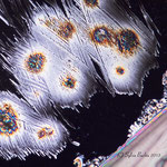 Bild: 11, Mikrokristall, Urea (Harnstoff), Schmelze, POL, Stack am Mikroskop
