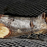 MONDVOGEL - phalera bucephala