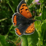  Kleiner Feuerfalter - Lycaena phlaeas (Linnaeus, [1760]) 