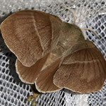 BROMBEERSPINNER - macrothylascia rubi