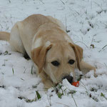 Milo genießt den Schnee :-)