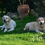 Frühling auf Mallorca- Casper und Lola :-)