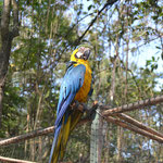 Guacamaya