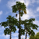 Árbol de la papayuela