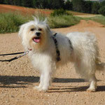 Sole adoptée en Pyrénées-Atlantiques