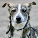 Tokito adopté dans le Cantal