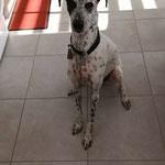 Ponwy adopté par Sandrine B. (38)