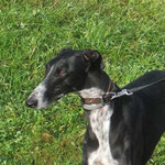 Santy adopté en Charente Maritime