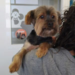 Dandy adopté dans les Landes