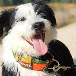 Delon adopté dans les Landes