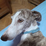 Molly adoptée dans les Bouches-du-Rhône