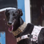 Kiko adopté en Espagne