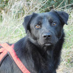 Capone adopté en Haute-Garonne
